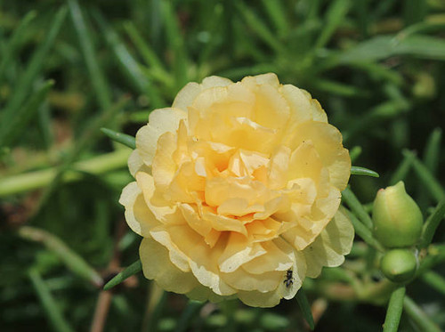 Yellow Miniature rose.jpg