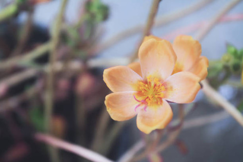 Yellow flower blooming spring nature background.jpg