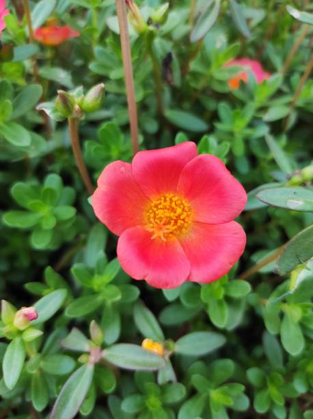Closeup view of beautiful red flowers in the garden in Noida.jpg
