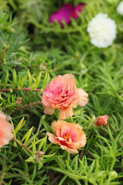 Flowering Purslane - pink flowers at the nature.jpg