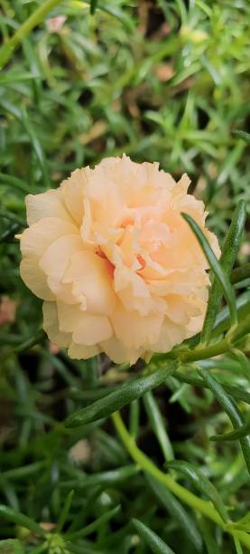 a photography of a yellow flower with green leaves in the background, flowerpot with yellow petals a.jpg