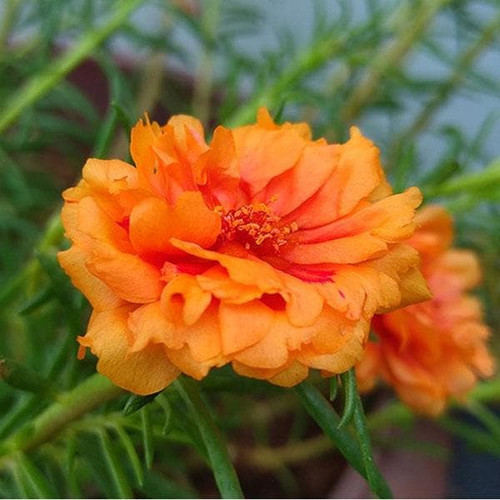 29 nurserylive portulaca 9 o clock orange plant jpg.jpg