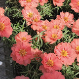 Portulaca Sundial Mango 2.jpg
