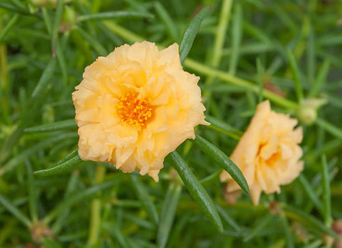Close up yellow rose moss.jpg