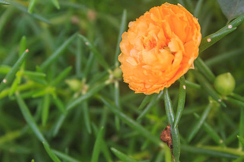 Yellow Portulaca flowers at the garden in morning.jpg