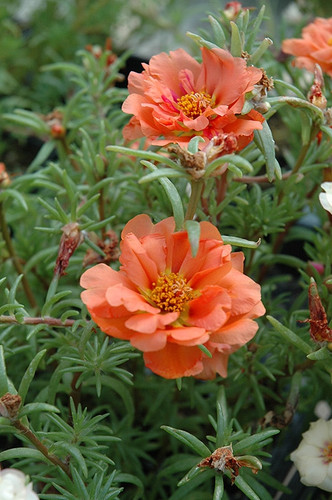 Sundial Mango Portulaca.jpg