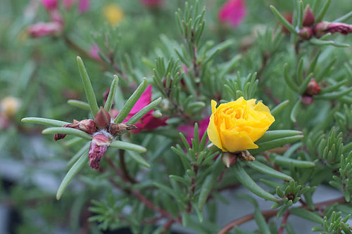 portulaca yellow flower bud in its folliage.jpg