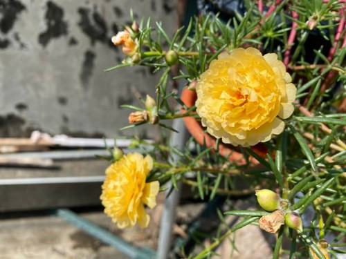 Selected focus for moss rose purslane.jpg