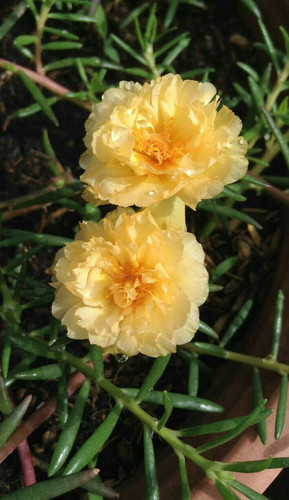 Sundial Mango Portulaca.jpg