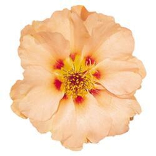 Sundial Mango web.jpg