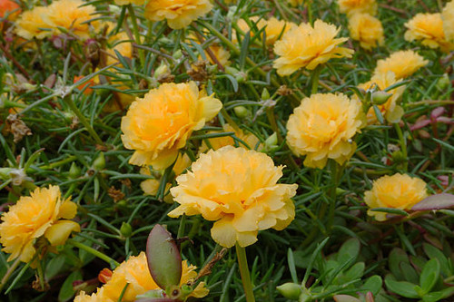Portulaca flowers at the garden in morning.jpg