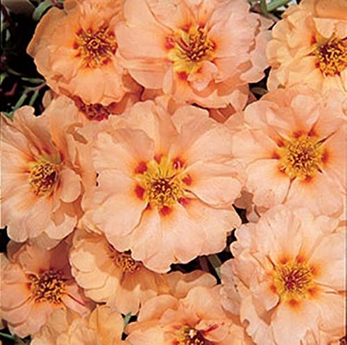 Portulaca Sundial Mango 3.jpg