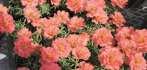 U1645202 JPG 300 DPI 1000px.jpg