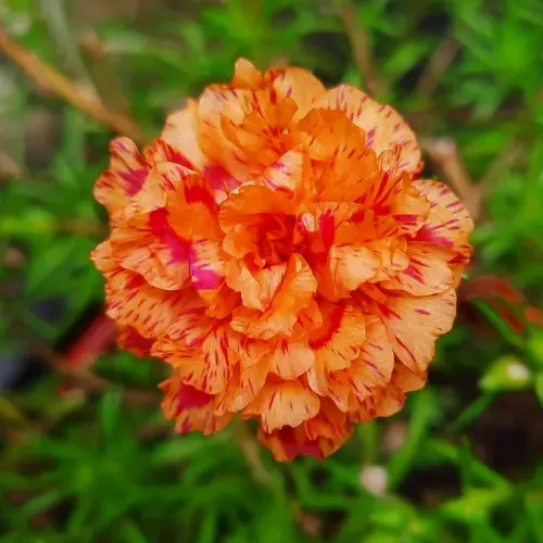 Bright Orange Sun Rose 1.webp