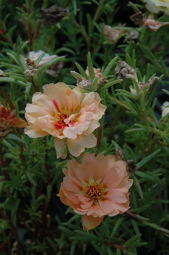Portulaca Sundial Mango 1.jpg