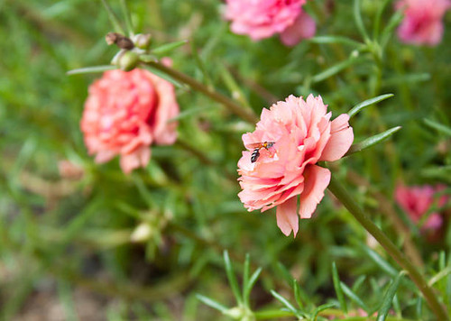 pink portulaca flower in the garden.jpg