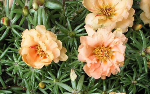 Portulaca Sundial Mango 4.jpg