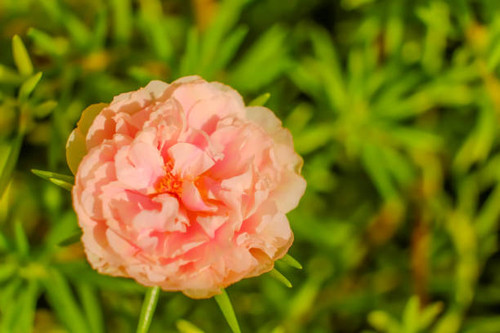 portulaca oleracea blooming, Common Purslane or Verdolaga flower.jpg
