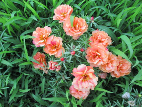 The stem spreads like crawling and continues to bloom while branching. It grows well not only in flo.jpg