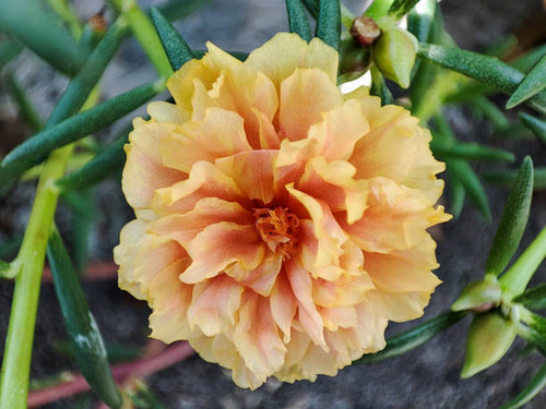 Krokot mawar or rose moss is an ornamental plant belonging to the family Portulacaceae originating f.jpg