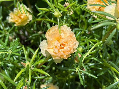 Portulaca oleracea flowers blooming in the garden..jpg