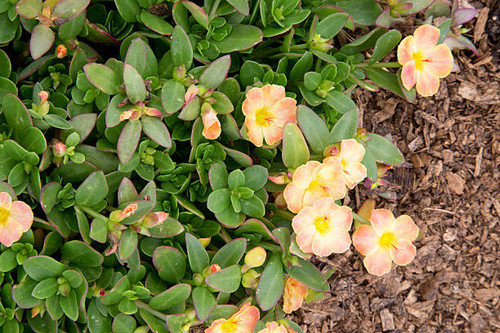 Peach flowers of plant - Portulaca - Mojave Tangerine.jpg