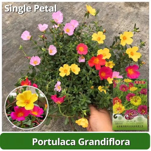 Hybrid Mix Portulaca 44.jpg