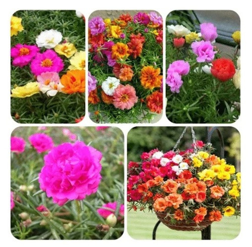 Hybrid Mix Portulaca 15.jpg