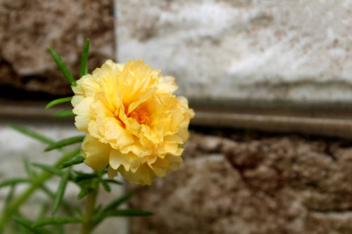 Yellow little flower.jpg