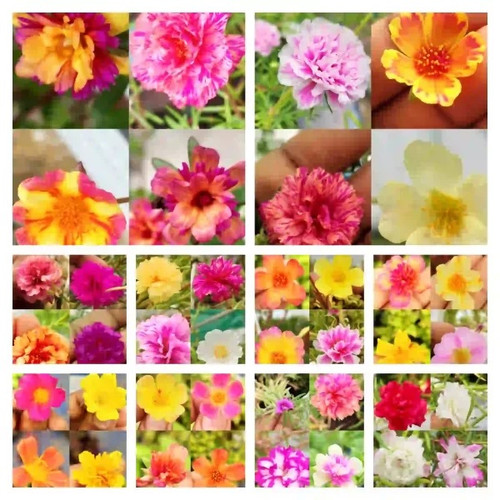 Hybrid Mix Portulaca 16.jpg
