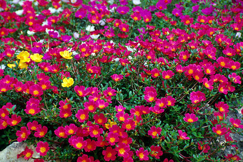 A mass of pnk flowers in a garden in Cuba.jpg