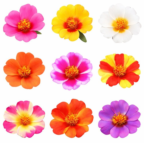 Hybrid Mix Portulaca 14.jpg