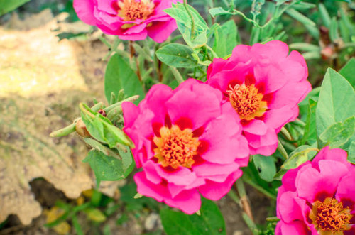 Pink and red portulaca purslane terry flowers on natural daylight green leaves background.jpg
