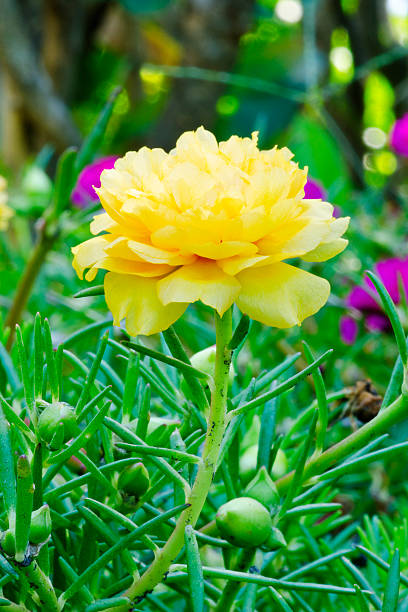 Verdolaga flower is yellow color..jpg