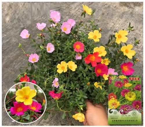 Hybrid Mix Portulaca 45.jpg
