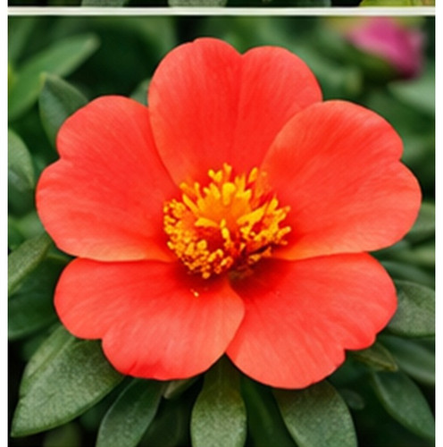 Hybrid Portulaca d.jpg