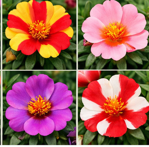 Hybrid Portulaca 5.jpg