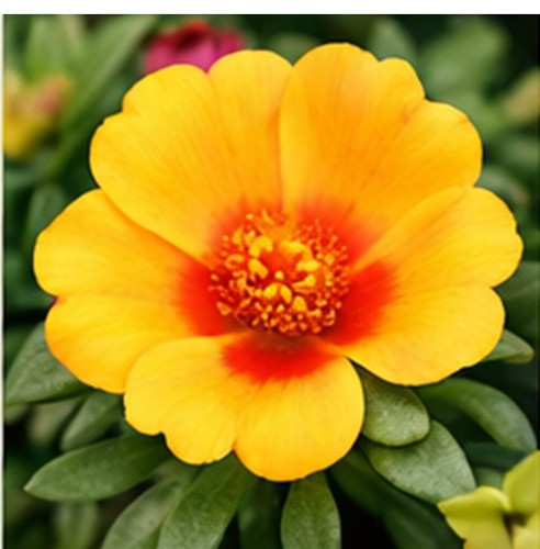 Hybrid Portulaca g.jpg