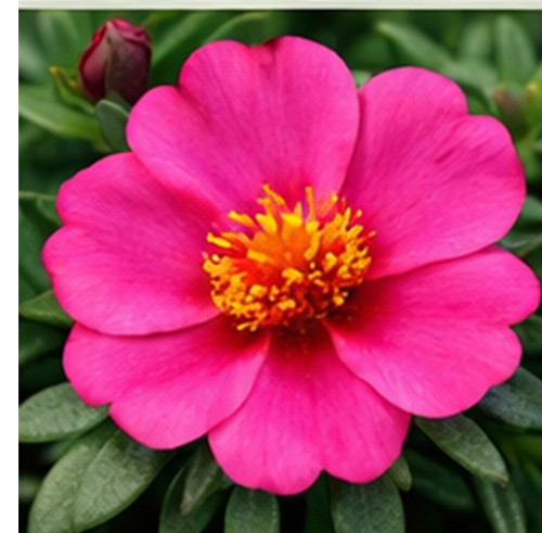 Hybrid Portulaca e.jpg