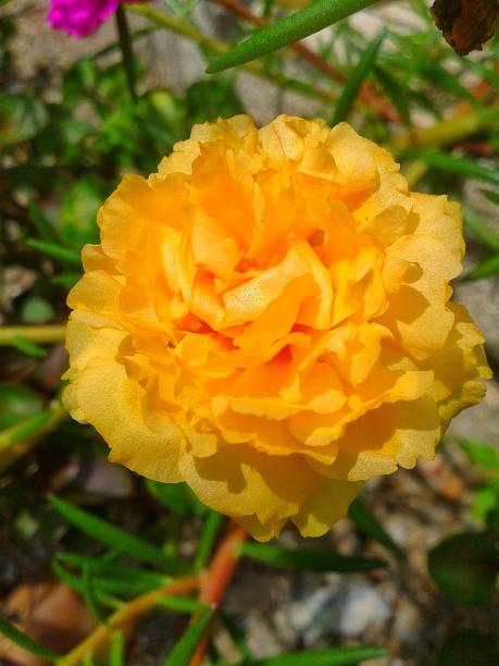 Yellow moss rose flower in the garden.jpg