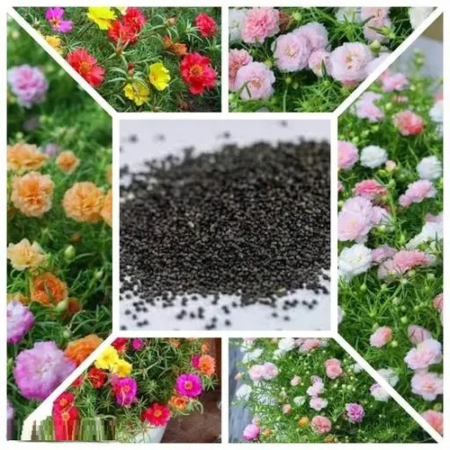 Hybrid Portulaca 22.jpg