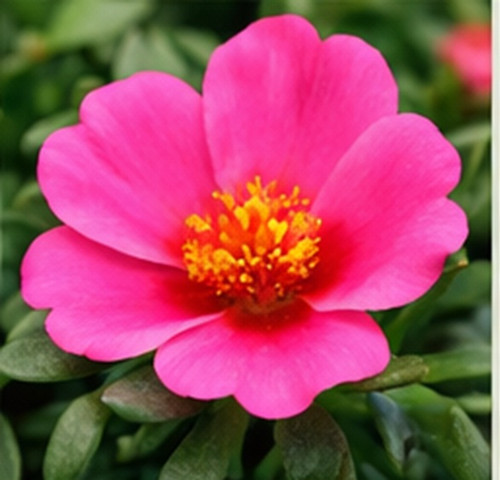 Hybrid Portulaca a.jpg