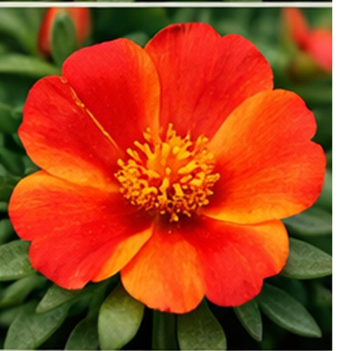 Hybrid Portulaca i.jpg