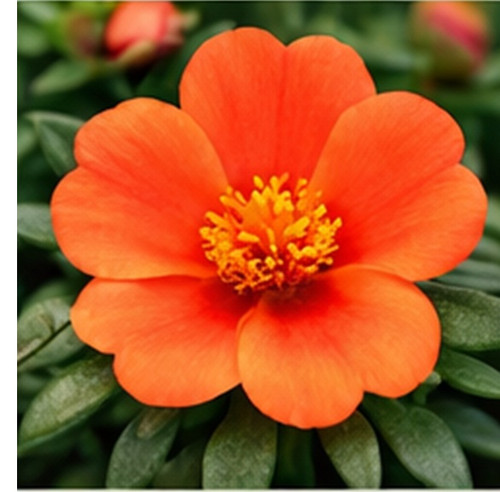 Hybrid Portulaca b.jpg