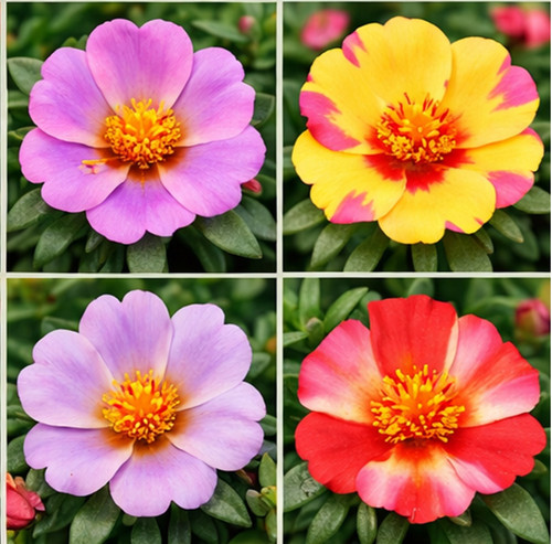 Hybrid Portulaca 11.jpg