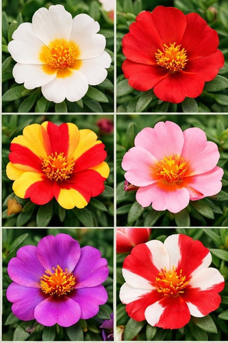 Hybrid Moss Rose b.jpg