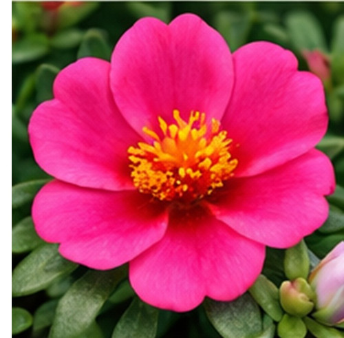 Hybrid Portulaca f.jpg