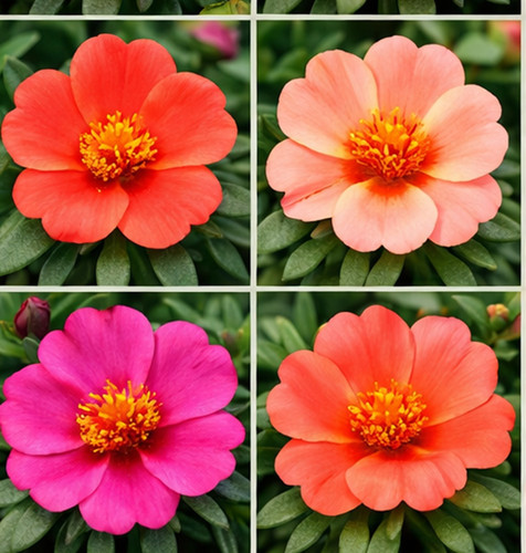 Hybrid Portulaca 9.jpg