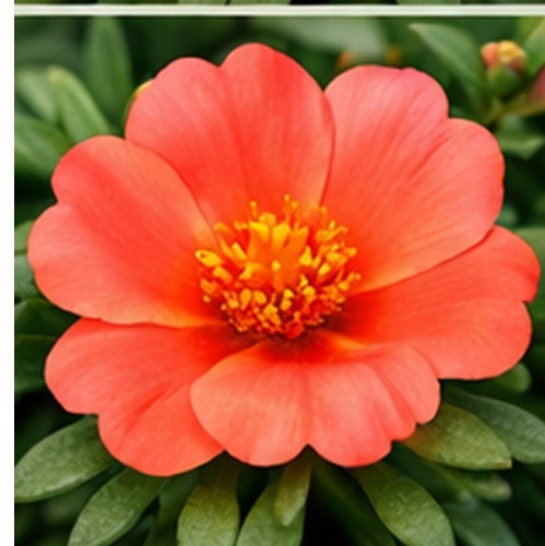 Hybrid Portulaca k.jpg