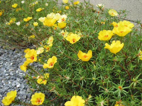 Yellow moss-rose purslane (Portulaca grandiflora) flower pictures.jpg